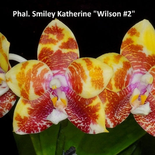 Phalaenopsis Smiley Katherine 'Wilson #2' Spiking
