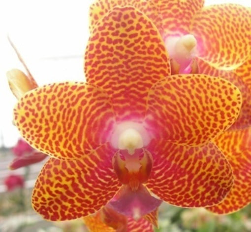 Phalaenopsis Joy Auckland Beauty 'Palmeadow' HCC/AOS 231114 Spiking