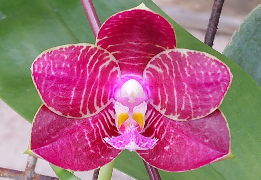 Phalaenopsis Zheng Min Diffuse 'Peter #20'