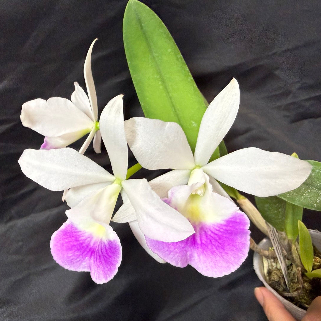 Bc Hawaii Stars 'Paradise' 261029 Flowering