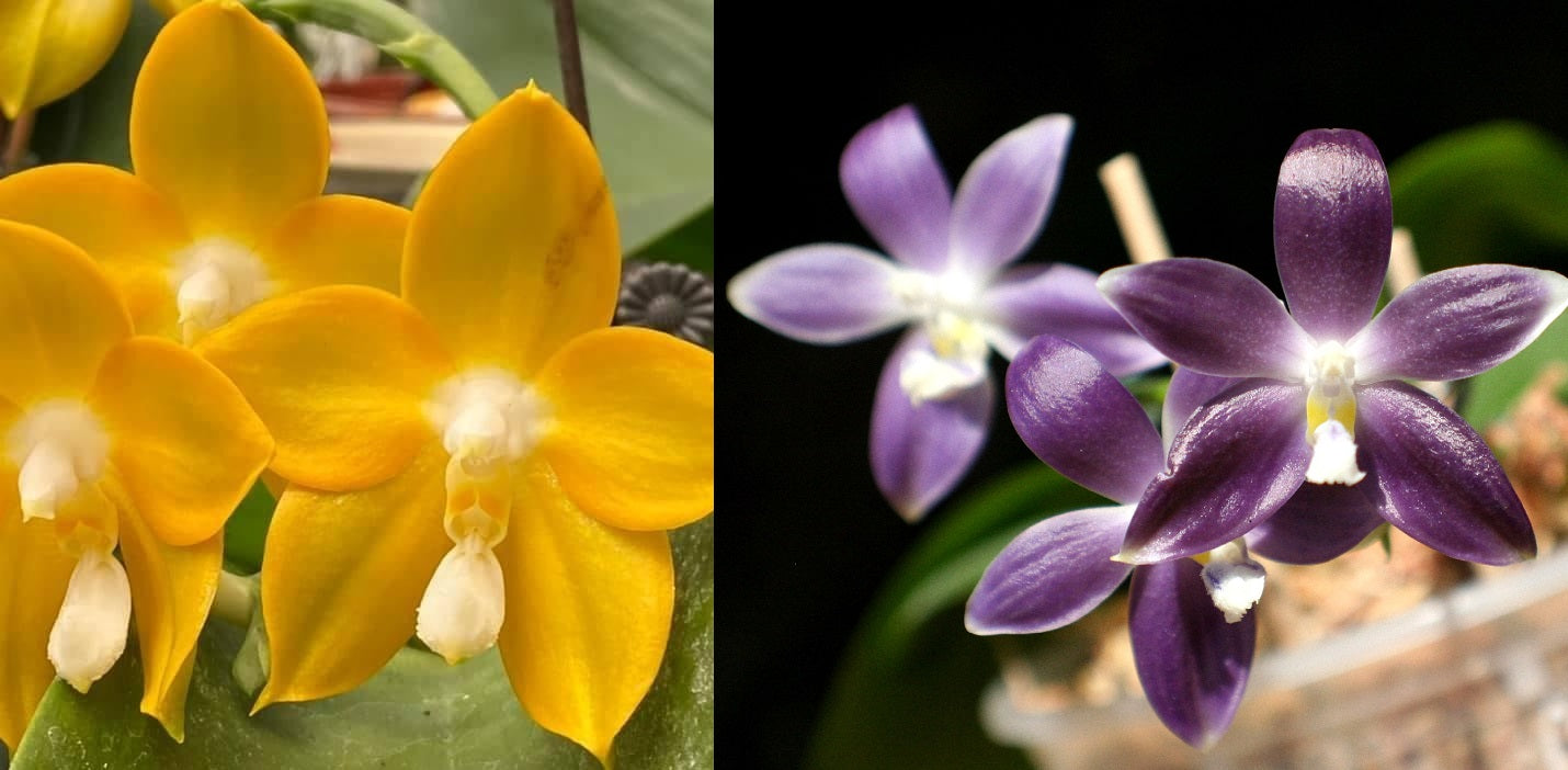 Orchid Flask Phalaenopsis Nobby's Green Eagle AM/AOS x tetraspis AM/AOS