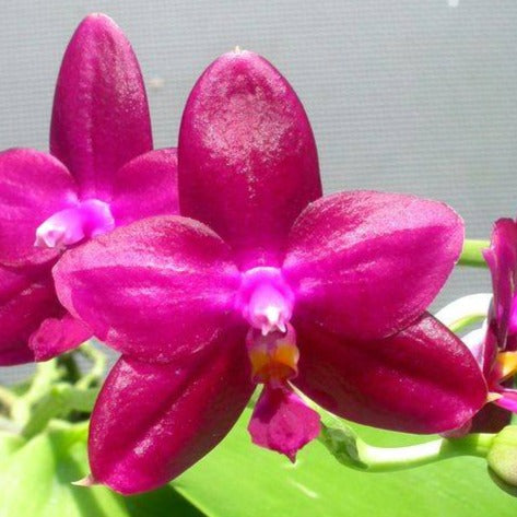 Phalaenopsis Tabasco Tex 'Garnet Glow' AM/AOS 230615