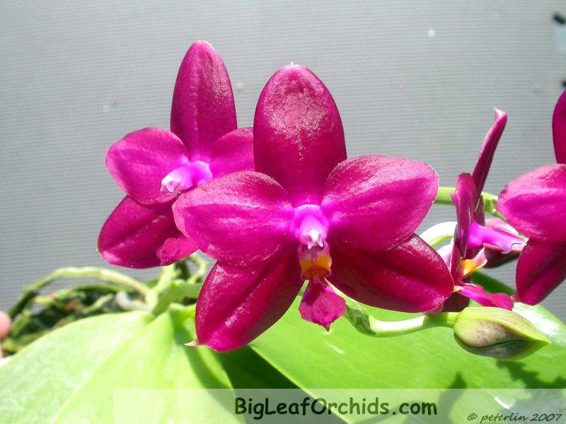 Phalaenopsis Tabasco Tex 'Garnet Glow' AM/AOS 230615