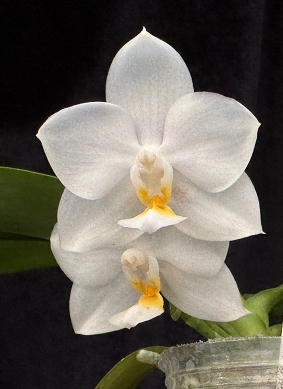 Phalaenopsis Tristar Snow Princess 'Tristar' AM/AOS 251207 Spiking