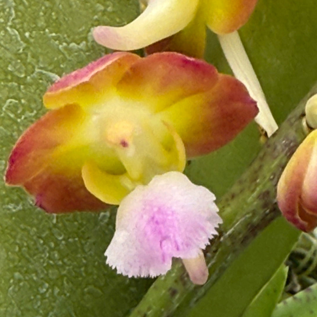 Perreiraara (Prra.) Bangkok Sunset 'M' 250905 Flowering