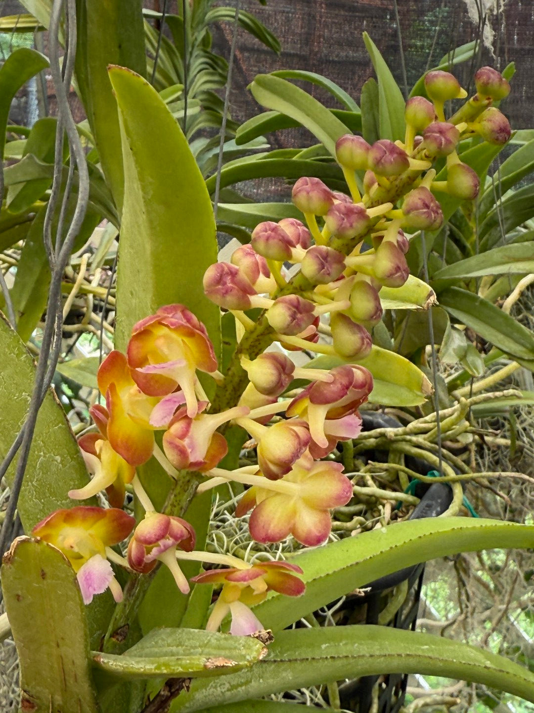 Perreiraara (Prra.) Bangkok Sunset 'M' 250905 Flowering