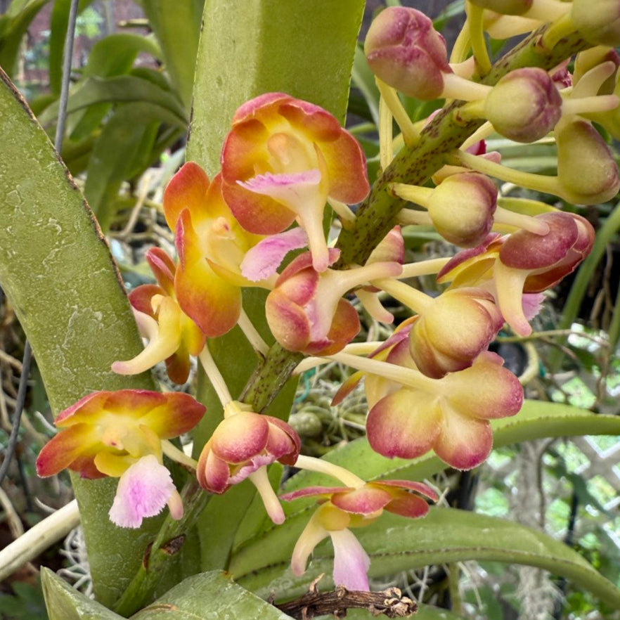 Perreiraara (Prra.) Bangkok Sunset 'M' 250905 Flowering