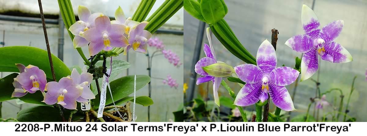Phalaenopsis Freya's Blue Cat - Seedling