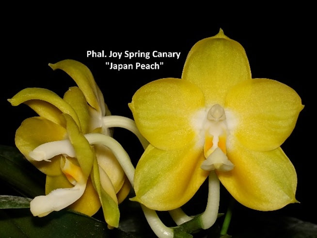 Phalaenopsis Joy Spring Canary 'Japan Peach'