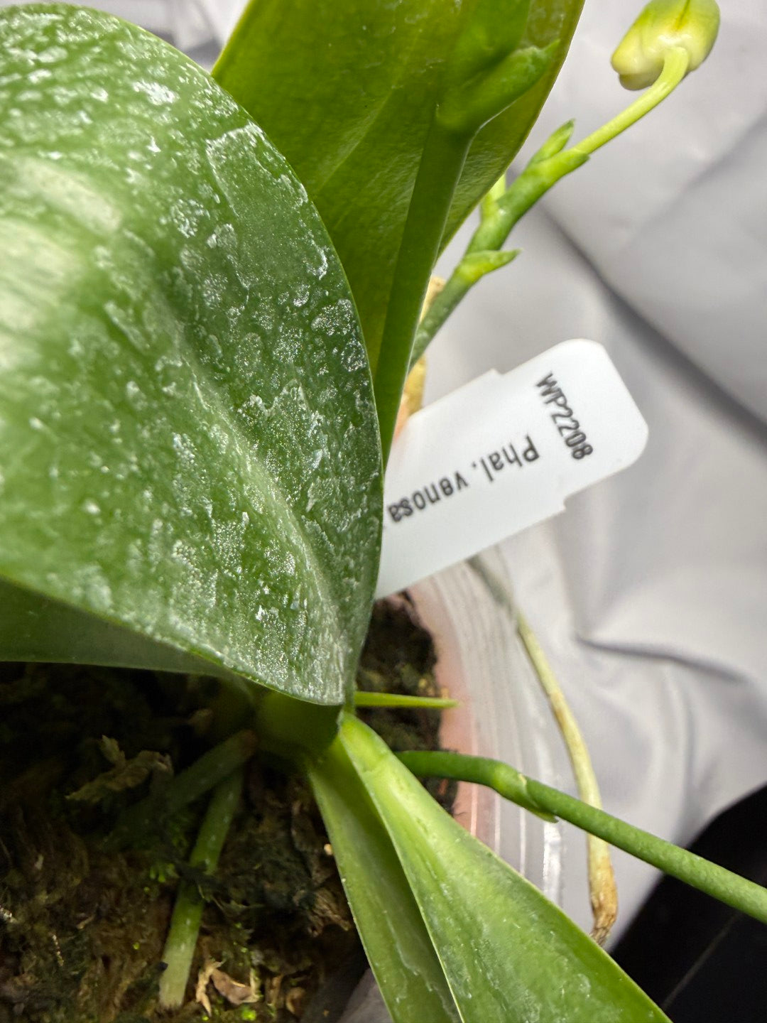 Phalaenopsis venosa - seed grown 251227 Flowering 2 spikes