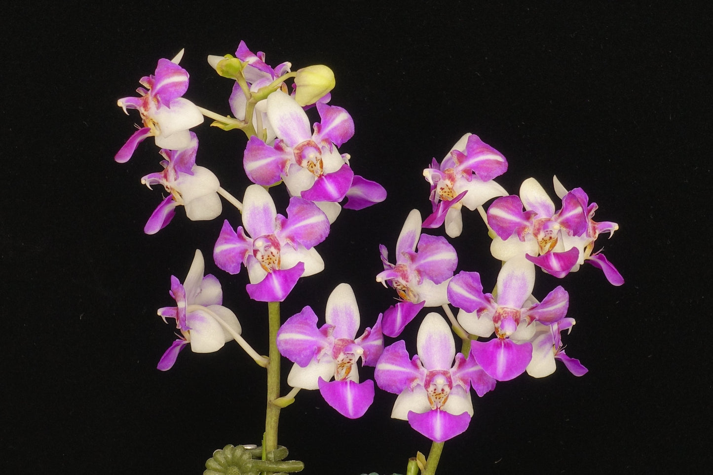 Phalaenopsis Anna-Larati Soekardi 'Wilson #1' (Peloric)