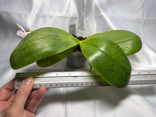 Phalaenopsis KS Super Zebra 'Pylo' AM/AOS 251122 Flowering 2 spikes