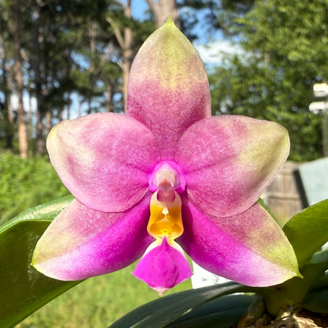 Phalaenopsis FANGtastic News 250620 Flowering