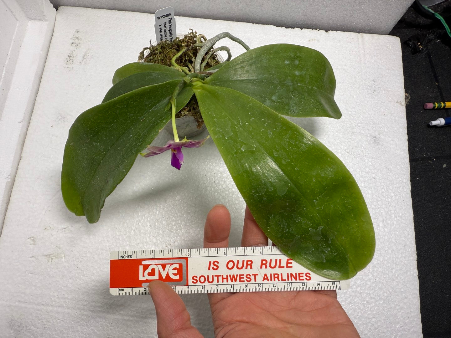 Phalaenopsis FANGtastic News 250620 Flowering