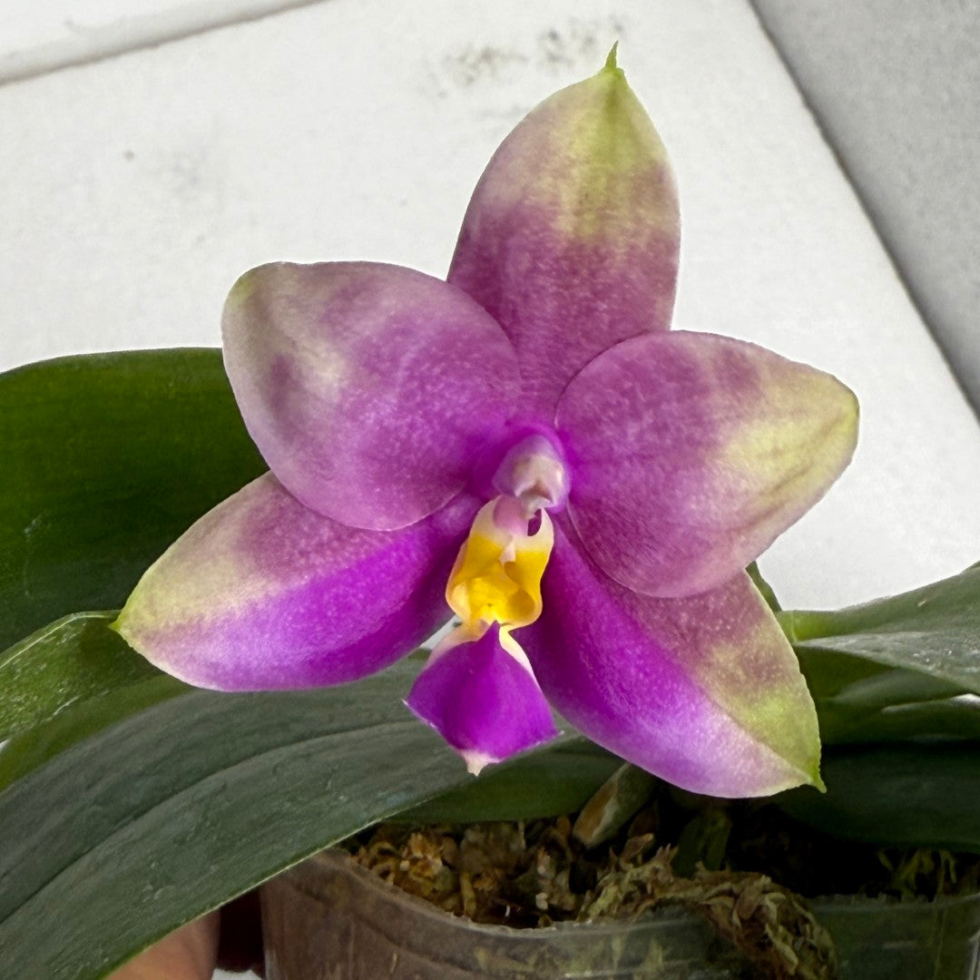 Phalaenopsis FANGtastic News 250620 Flowering