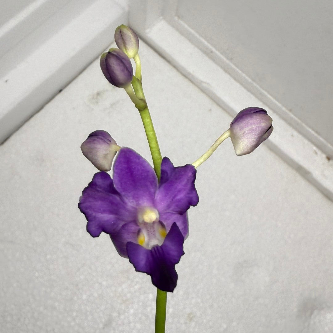 Phalaenopsis (Doritis) pulcherrima 'Wilson' var champorensis coerulea (Blue Form) Flowering