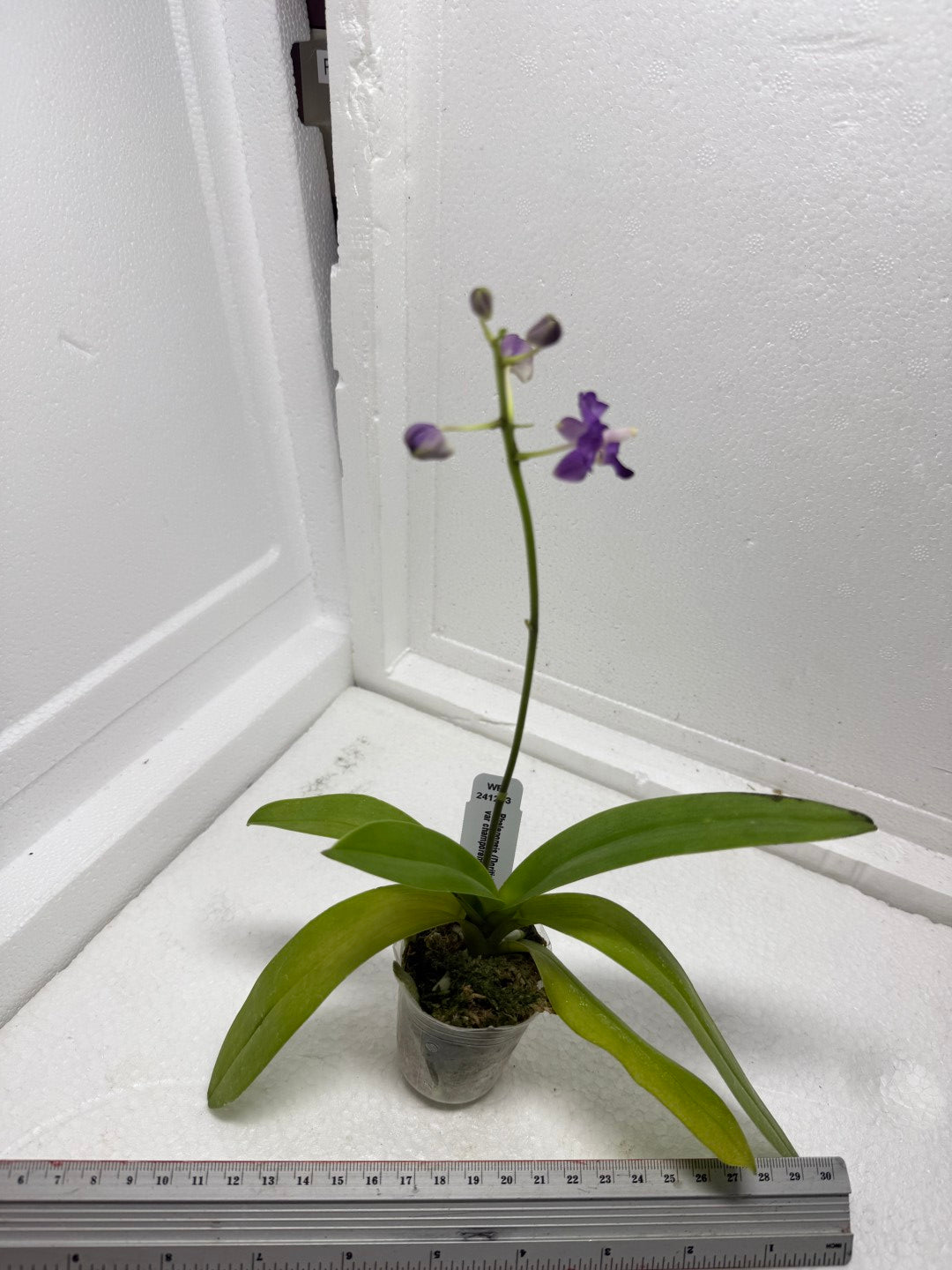 Phalaenopsis (Doritis) pulcherrima 'Wilson' var champorensis coerulea (Blue Form) Flowering