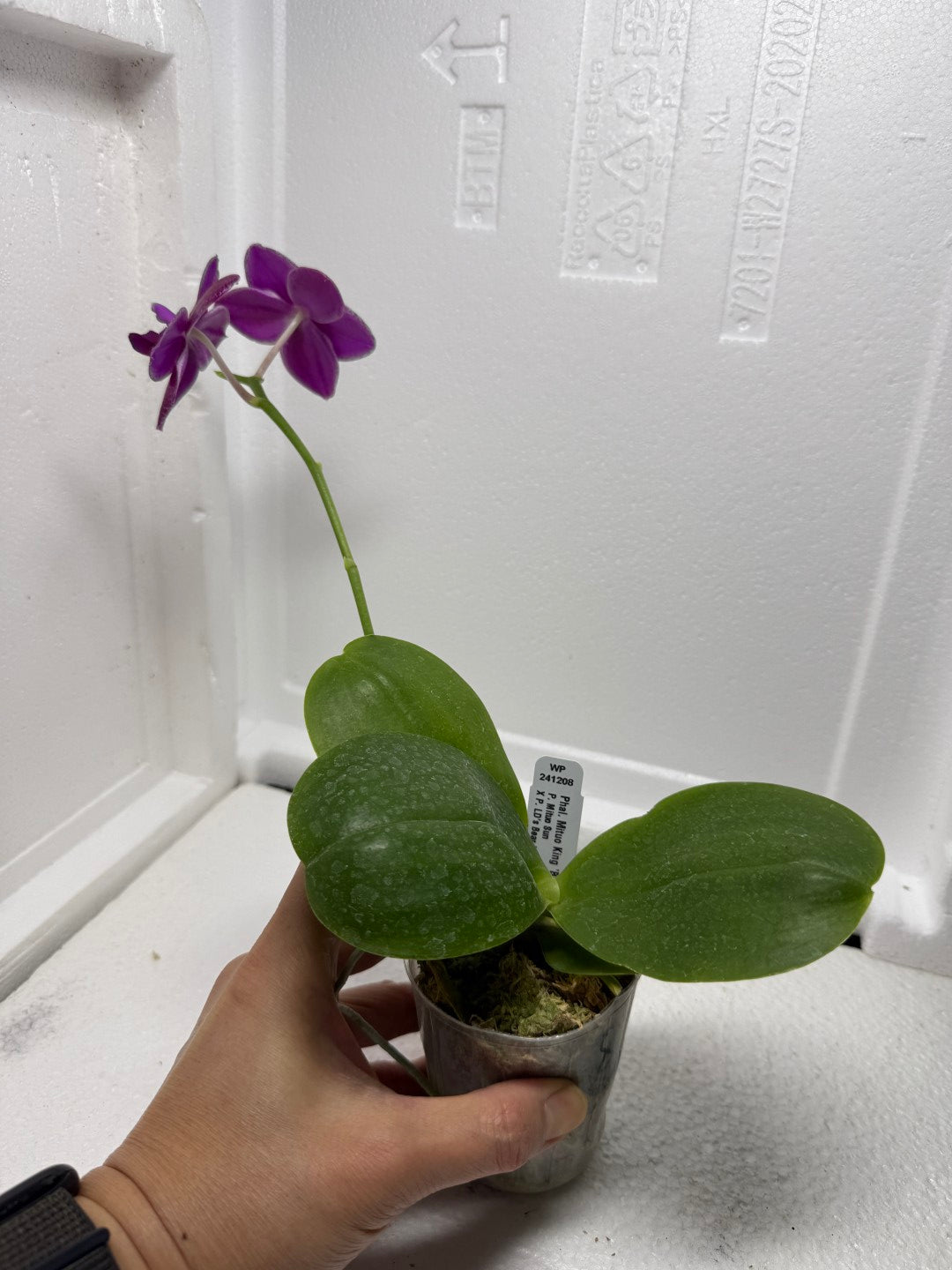 Phalaenopsis Mituo King 'Big Pink Peloric' 250810 Flowering