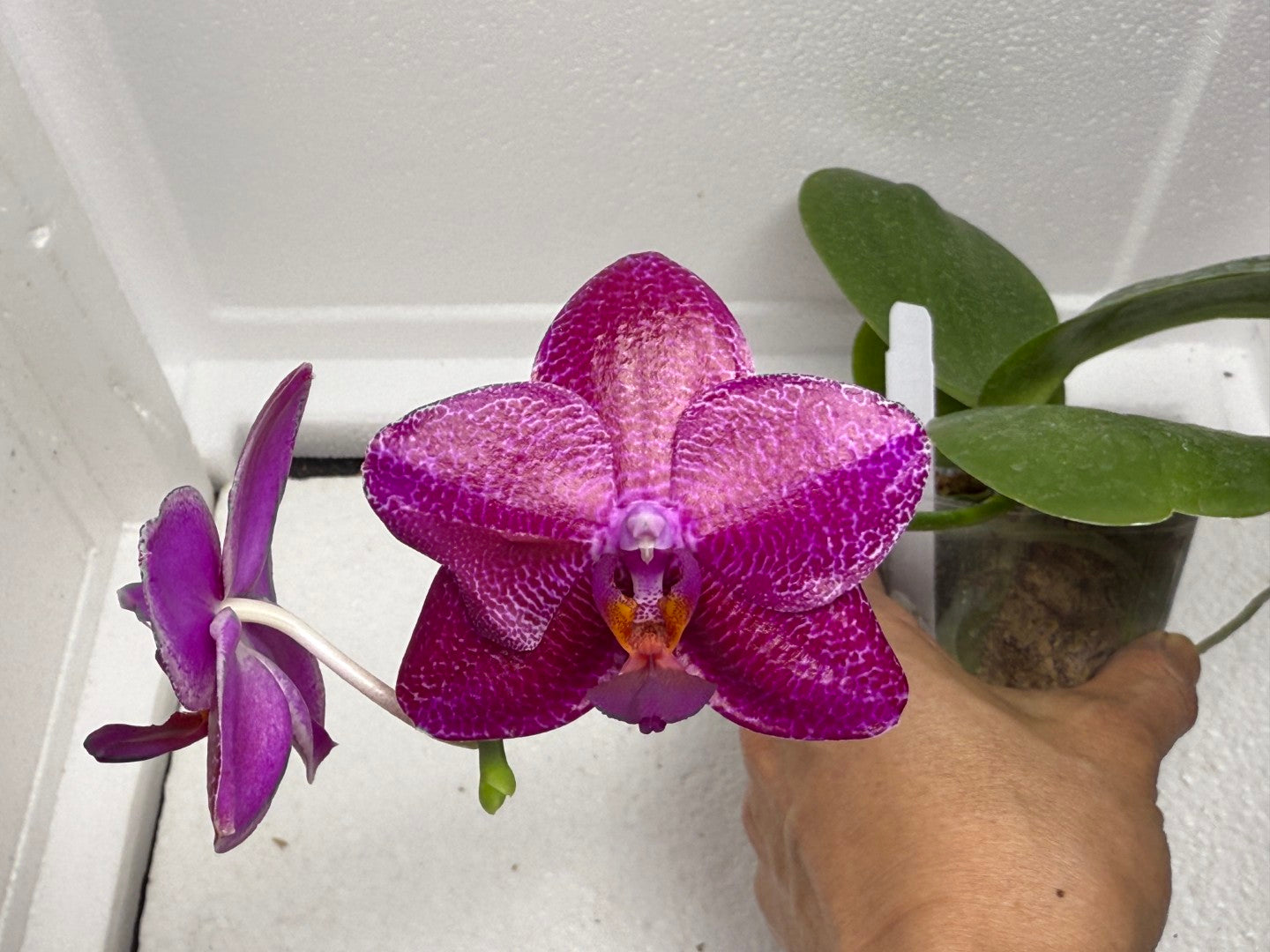 Phalaenopsis Mituo King 'Big Pink Peloric' 250810 Flowering