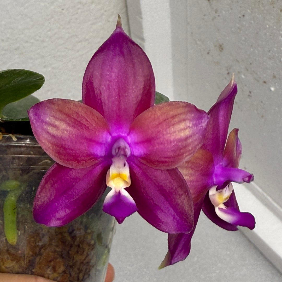 Phalaenopsis Mituo Love 'Rainbow' AM/AOS 250625 Flowering