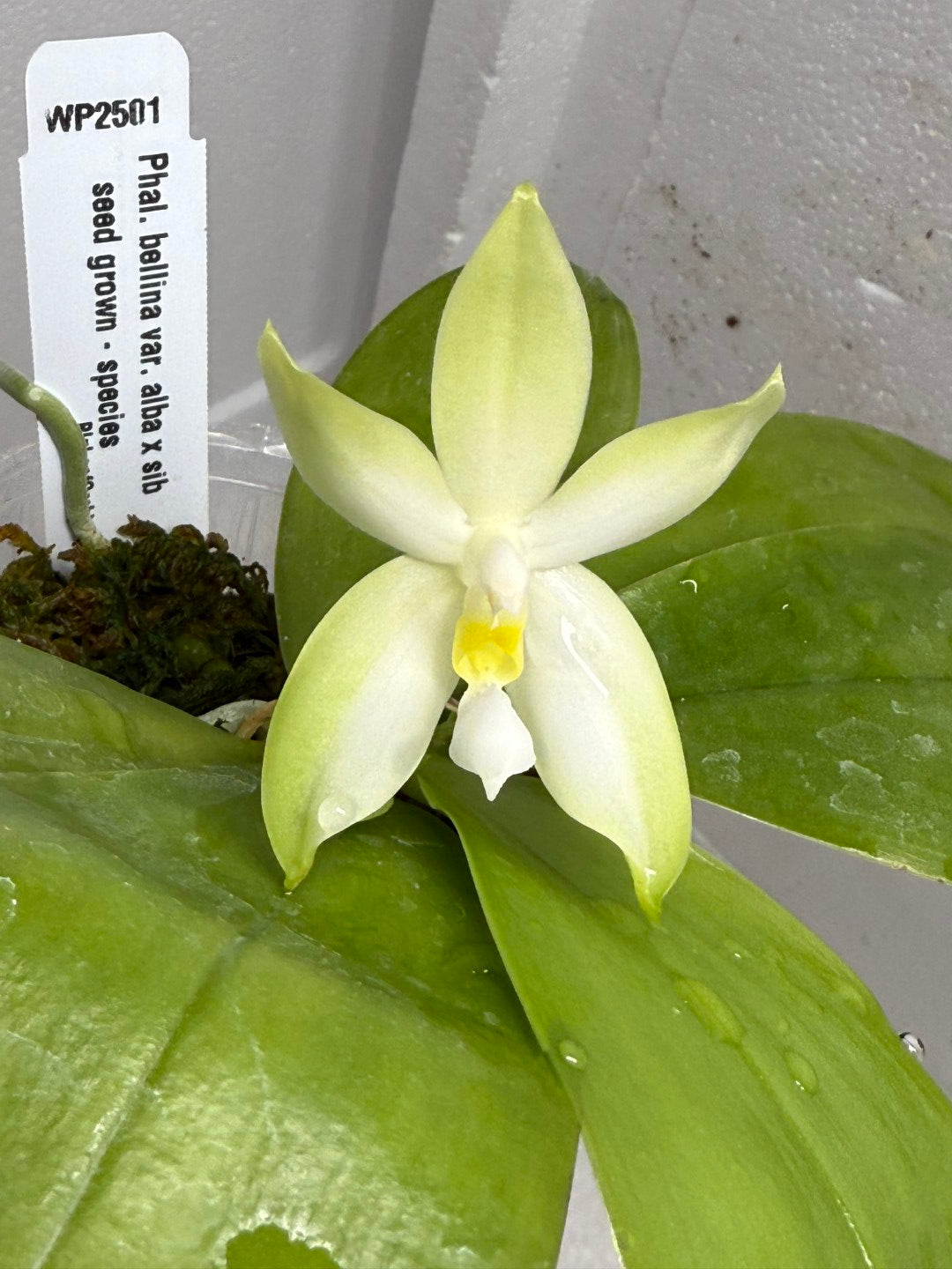 Phalaenopsis bellina var. alba Flowering 250803 Seed Grown