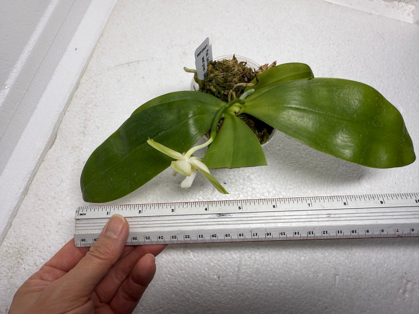 Phalaenopsis bellina var. alba x sib 250905 Flowering