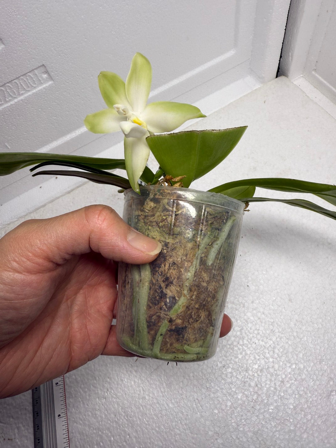 Phalaenopsis bellina var. alba x sib 250905 Flowering