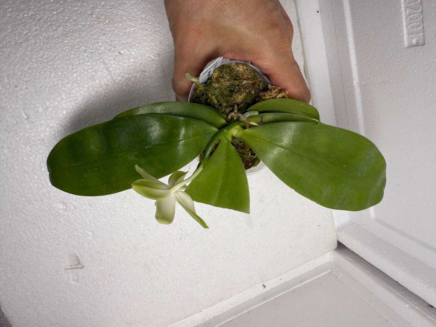 Phalaenopsis bellina var. alba x sib 250905 Flowering