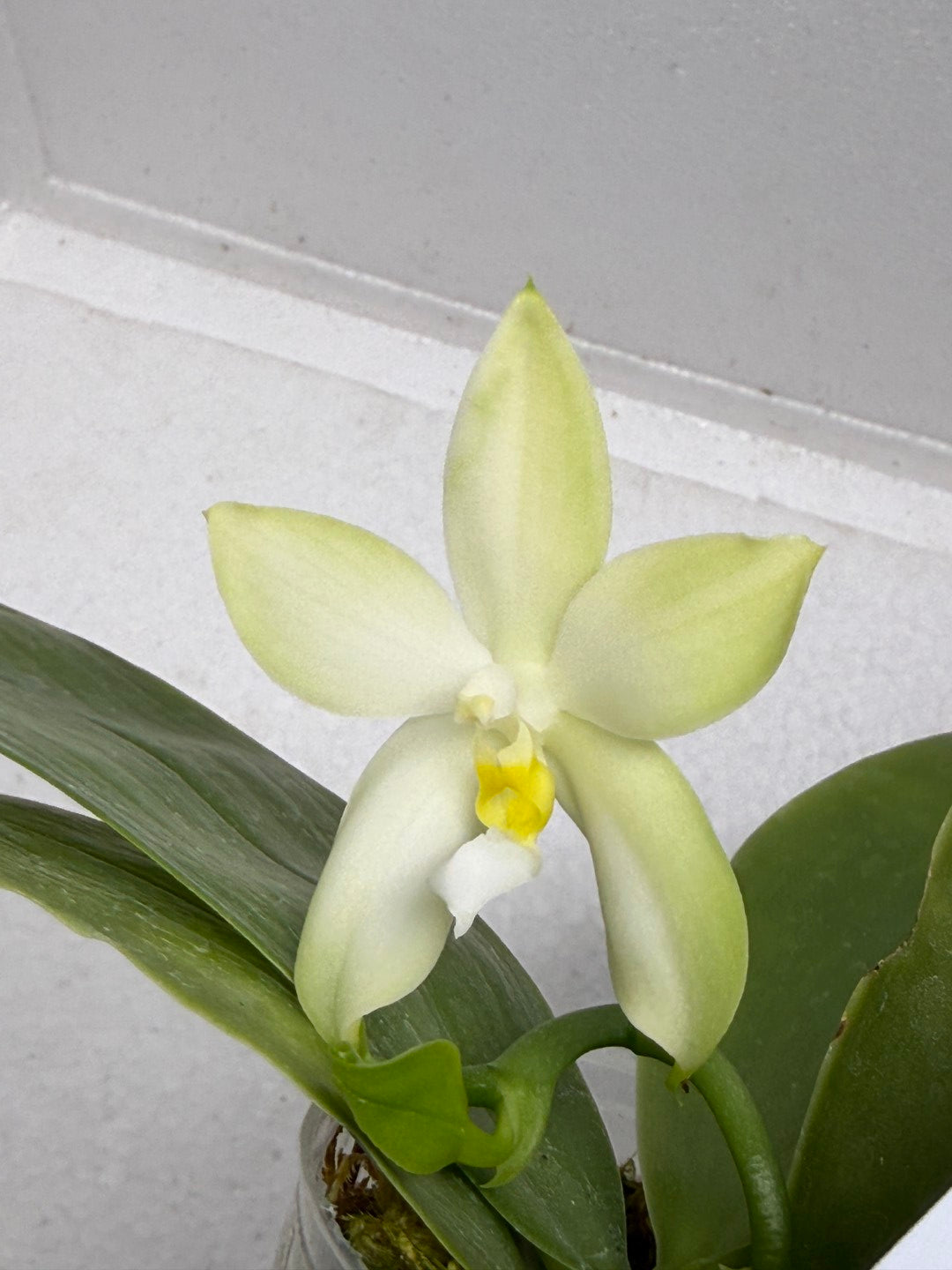 Phalaenopsis bellina var. alba x sib 250917 Fragrant species Flowering