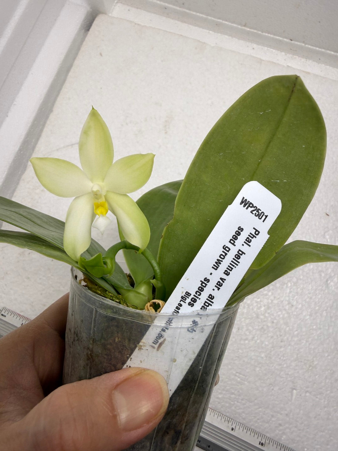 Phalaenopsis bellina var. alba x sib 250917 Fragrant species Flowering