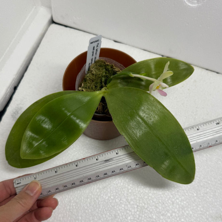Phalaenopsis bellina f. delicata (Pink) 250730-B Flowering
