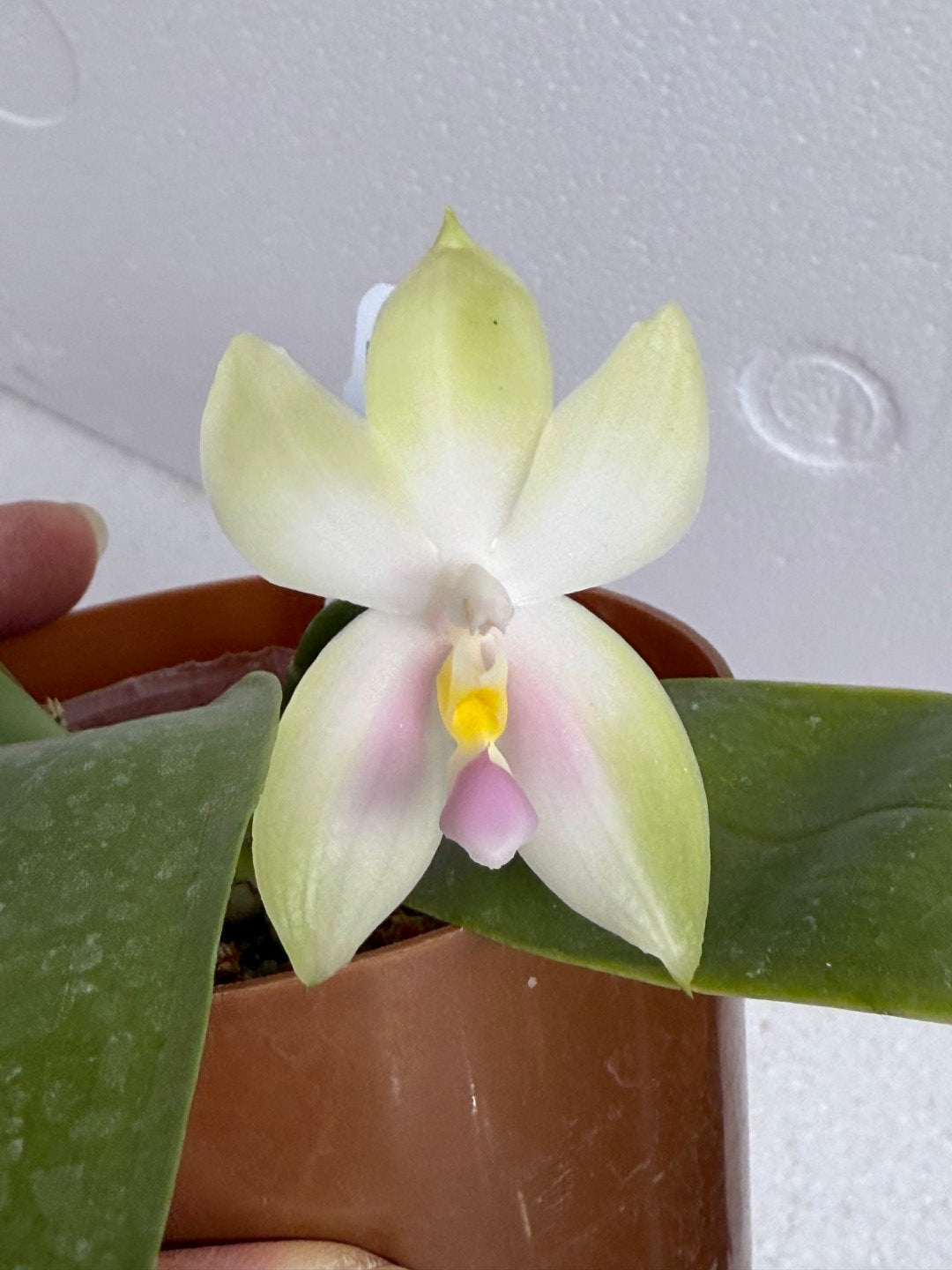 Phalaenopsis bellina f. delicata (Pink) 250730-B Flowering