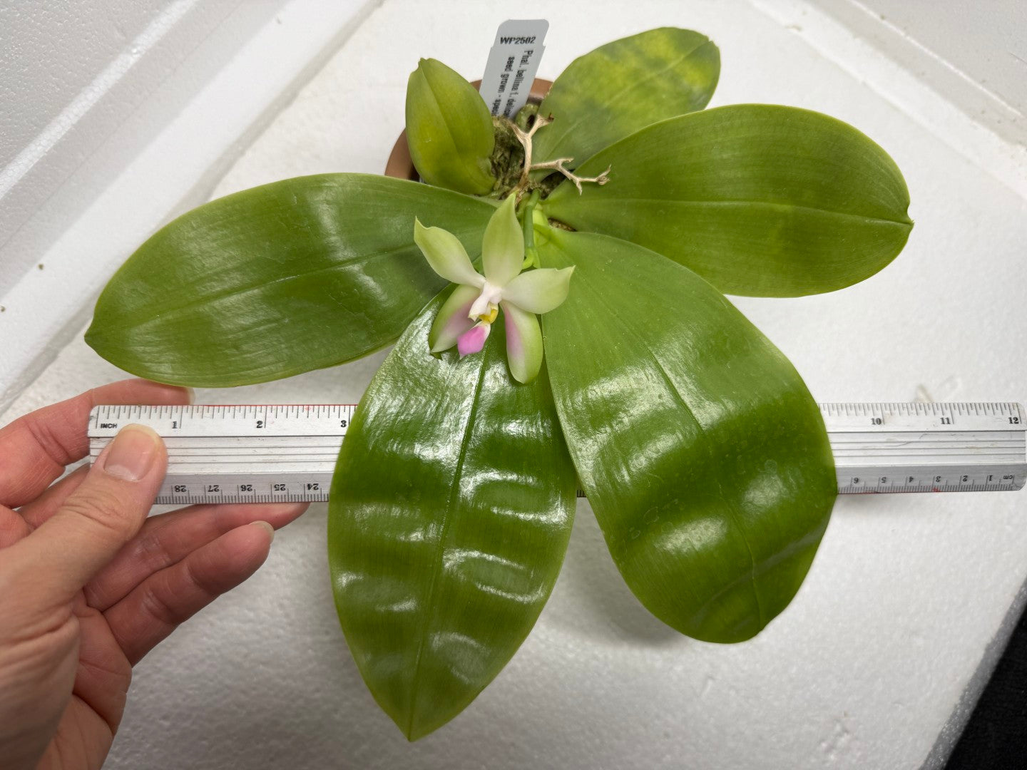 Phalaenopsis bellina f. delicata (Pink) x sib 250905 Flowering