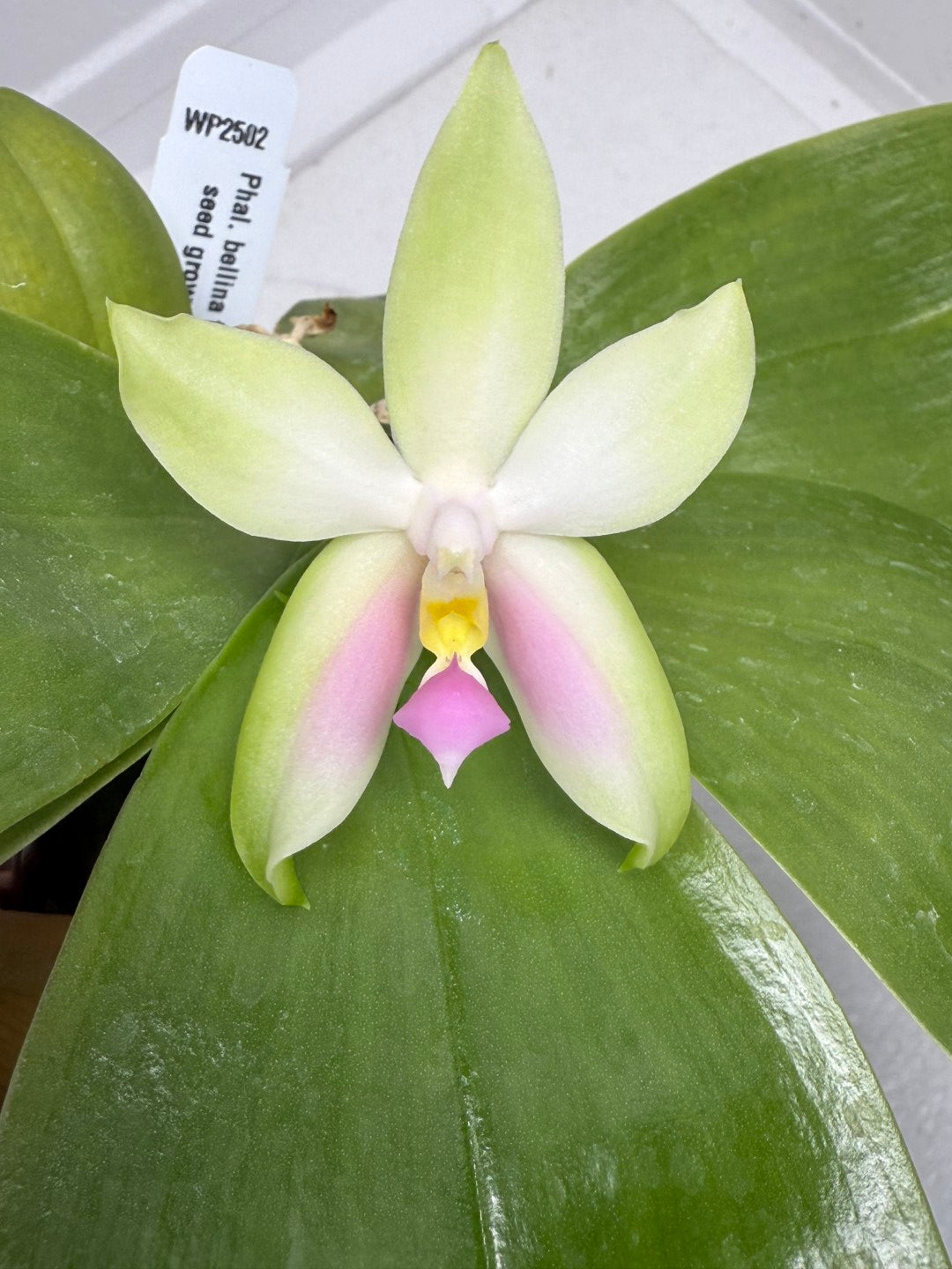 Phalaenopsis bellina f. delicata (Pink) x sib 250905 Flowering