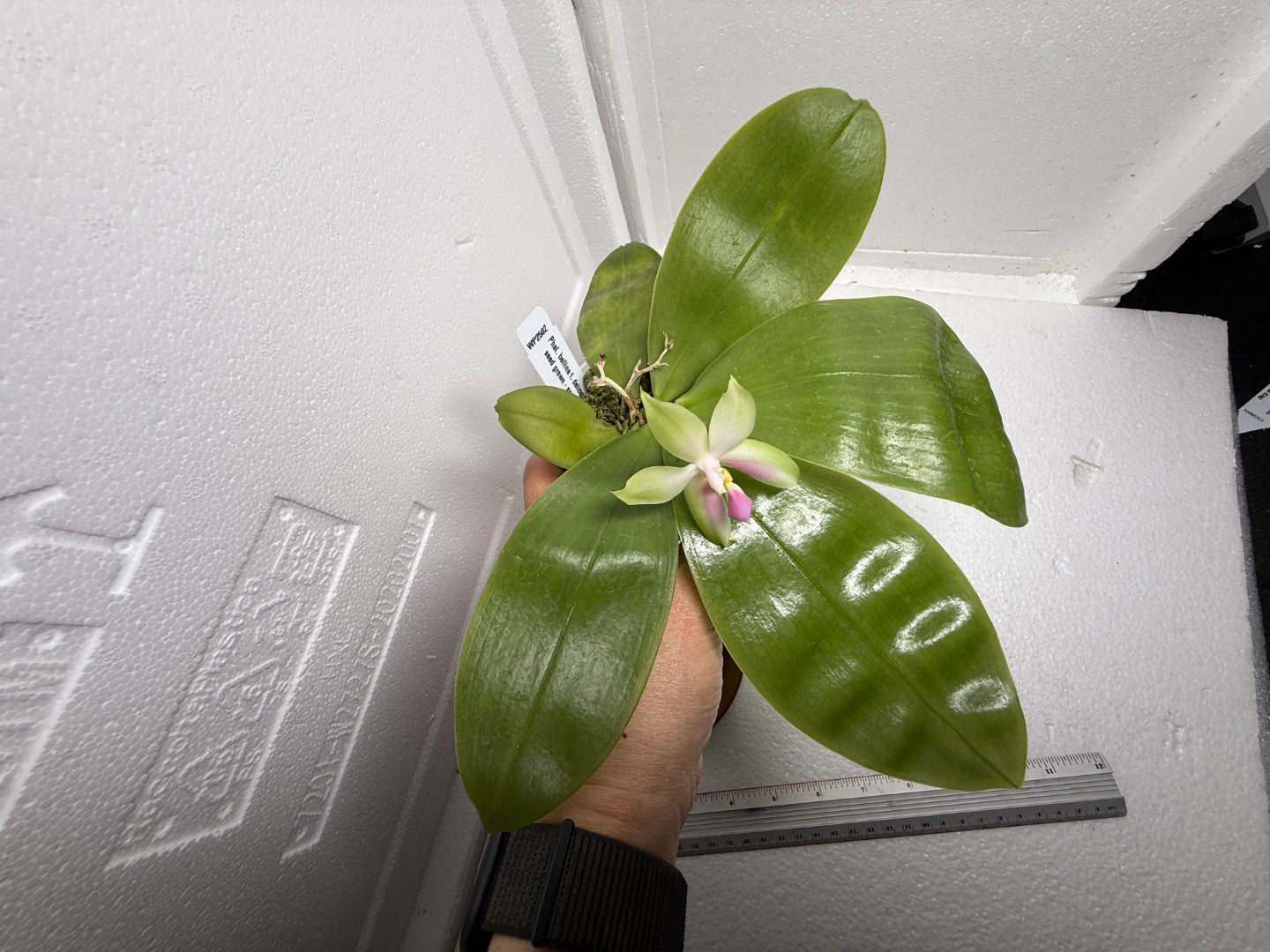 Phalaenopsis bellina f. delicata (Pink) x sib 250905 Flowering