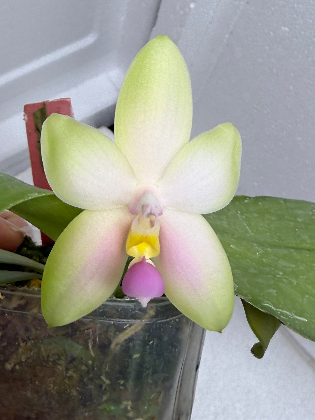 Phalaenopsis bellina f. delicata (Pink) x sib 250916 Flowering