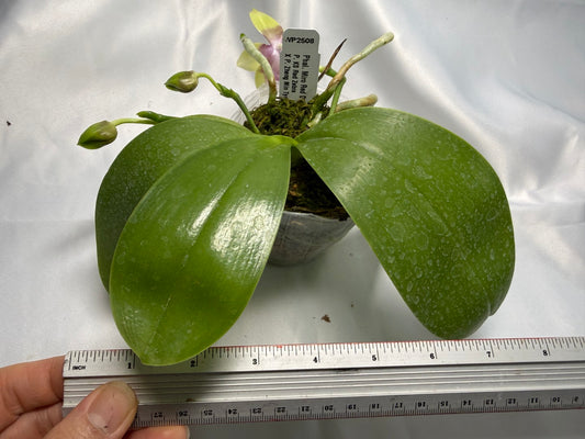 Phalaenopsis Miro Red Dragon 'Wilson#323' 251124 Spiking 3 spikes