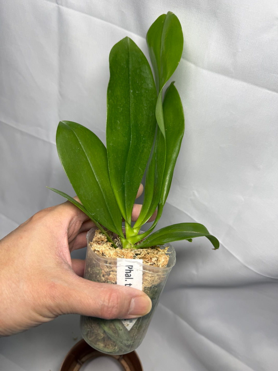 Phalaenopsis tetraspis 'C1' Spiking