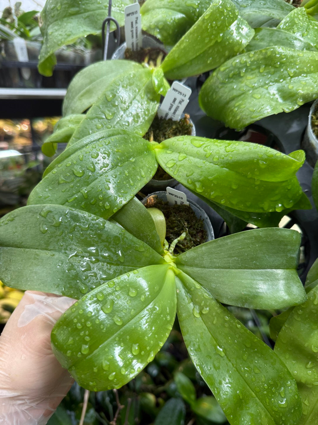 Phalaenopsis violacea f. indigo x sib