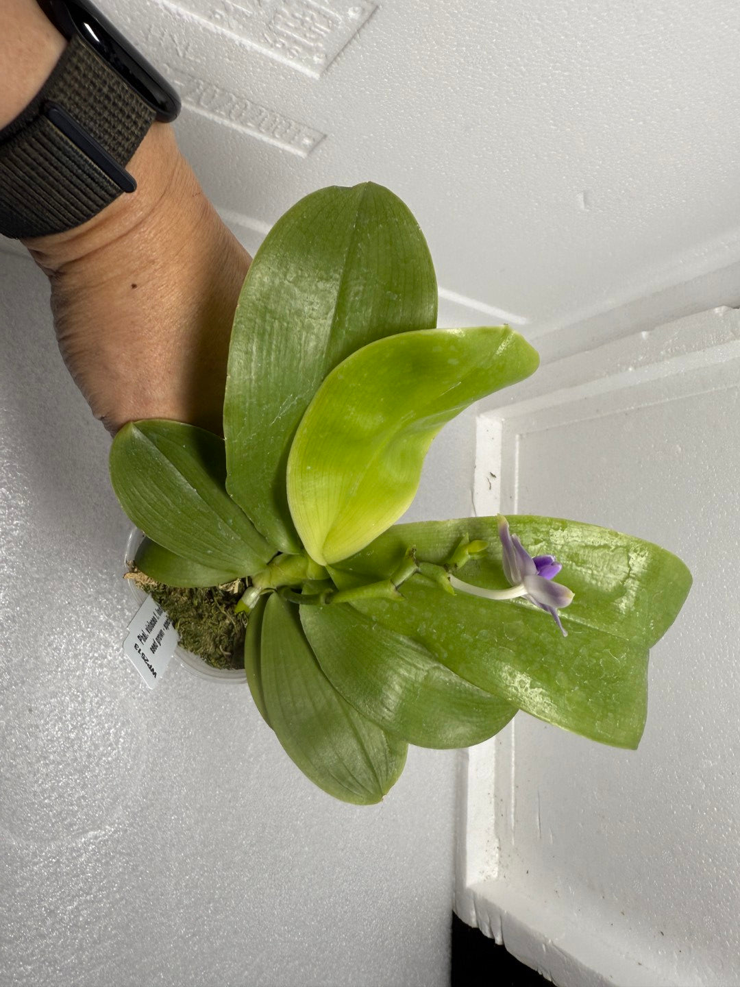 Phalaenopsis violacea f. indigo x sib 250904 Flowering