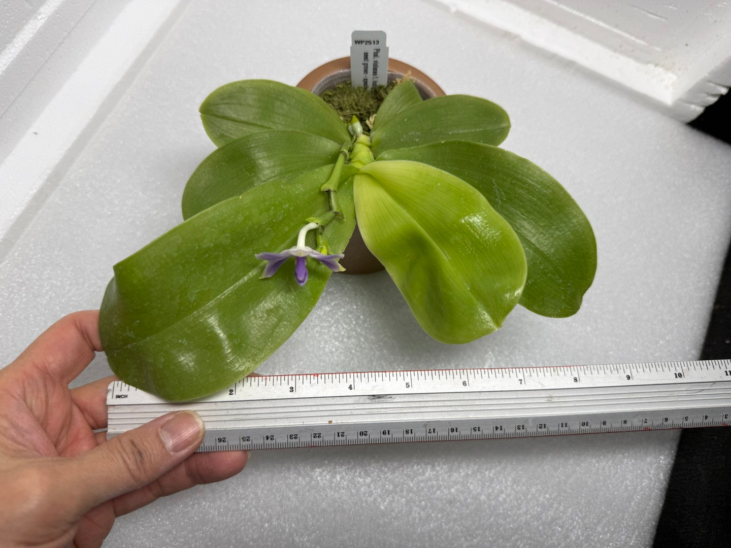 Phalaenopsis violacea f. indigo x sib 250904 Flowering