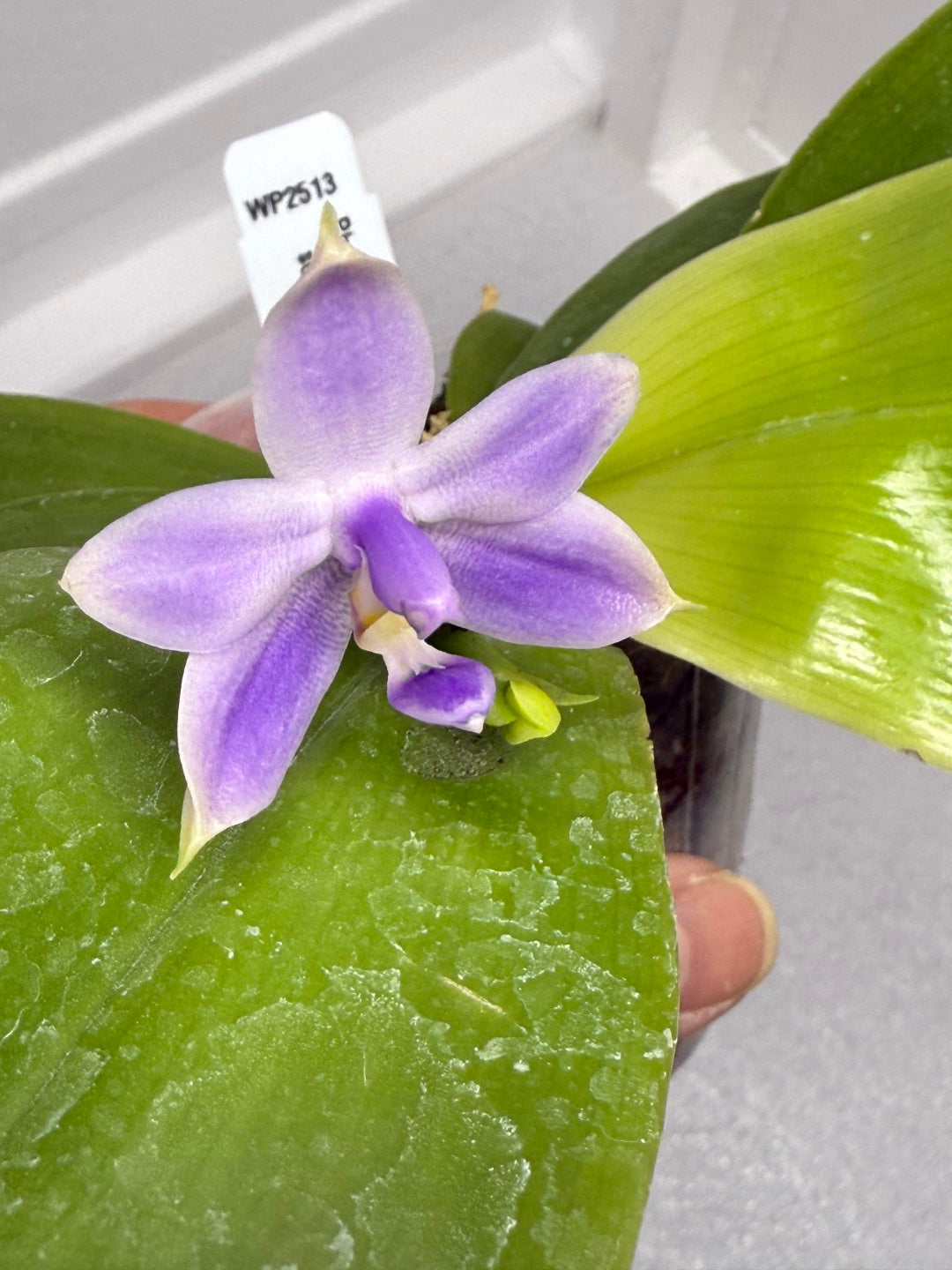 Phalaenopsis violacea f. indigo x sib 250904 Flowering
