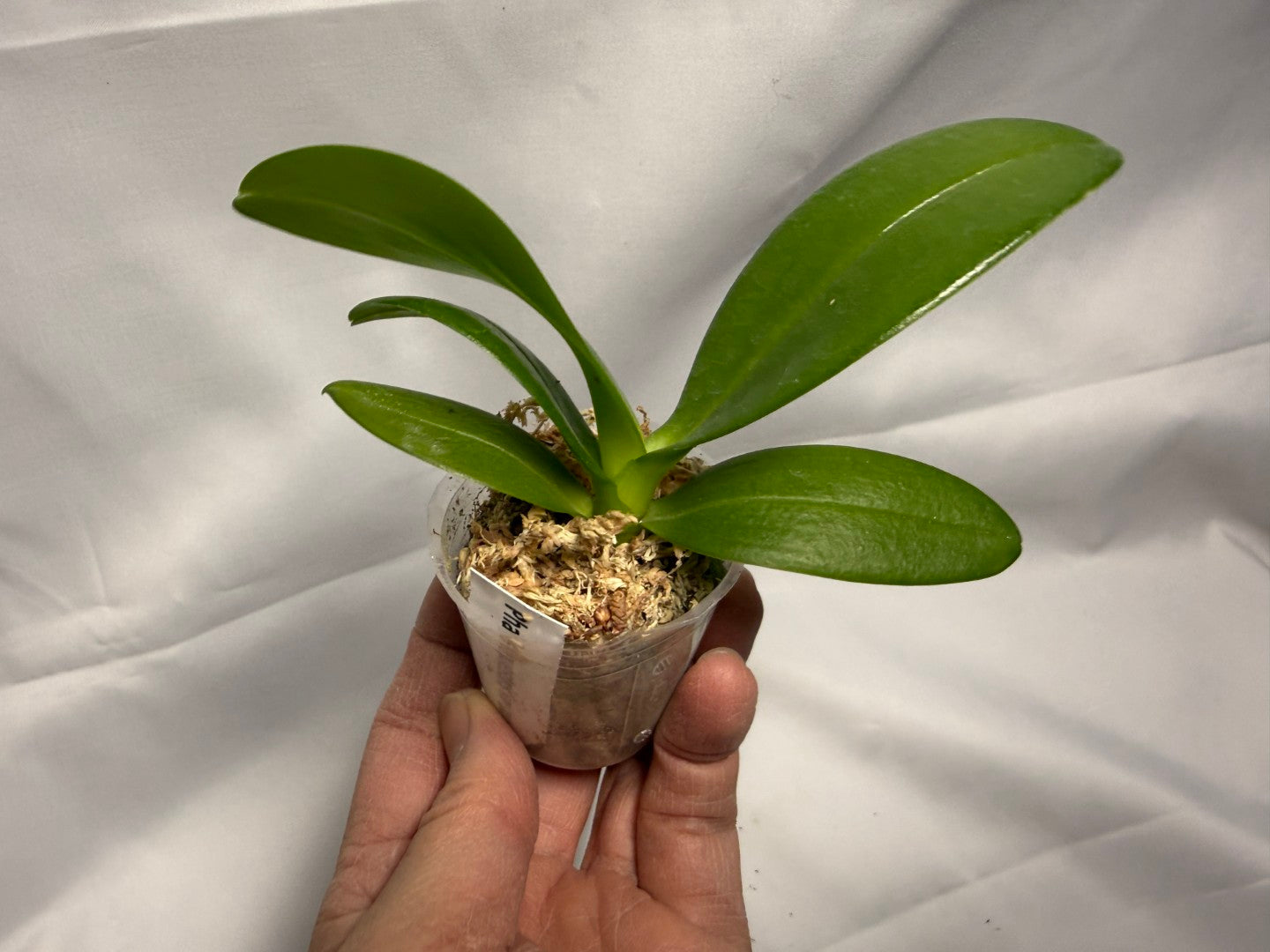 Phalaenopsis equestris var aurea 'Miki'