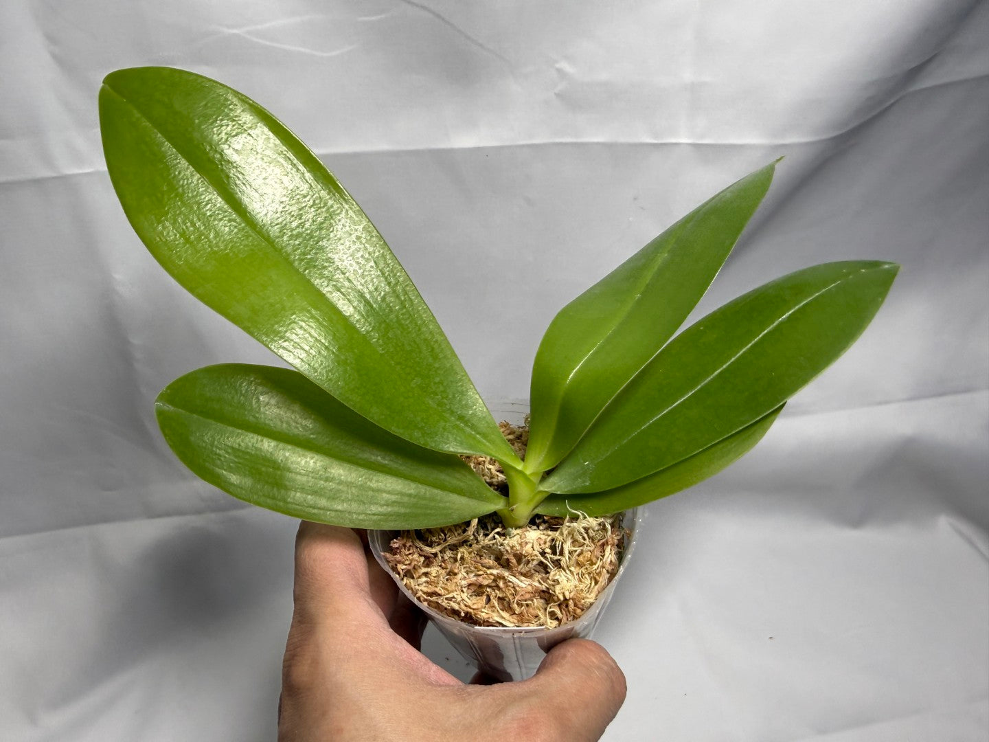 Phalaenopsis Lioulin Blue Jenny 'Wilson Blue'