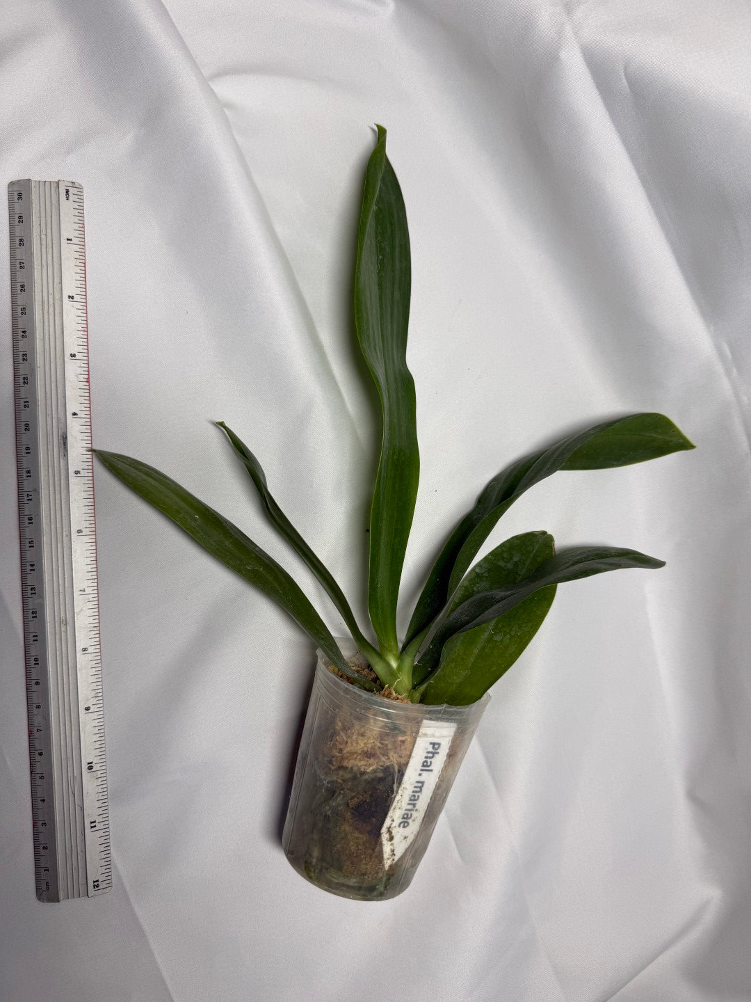 Phalaenopsis mariae x sib