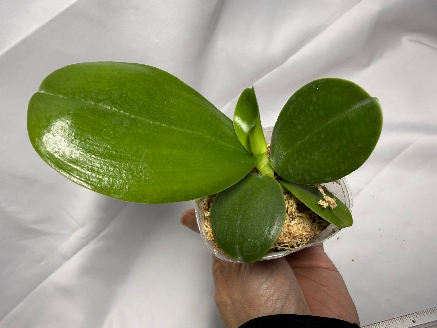 Phalaenopsis Mituo Love 'Rainbow' AM/AOS