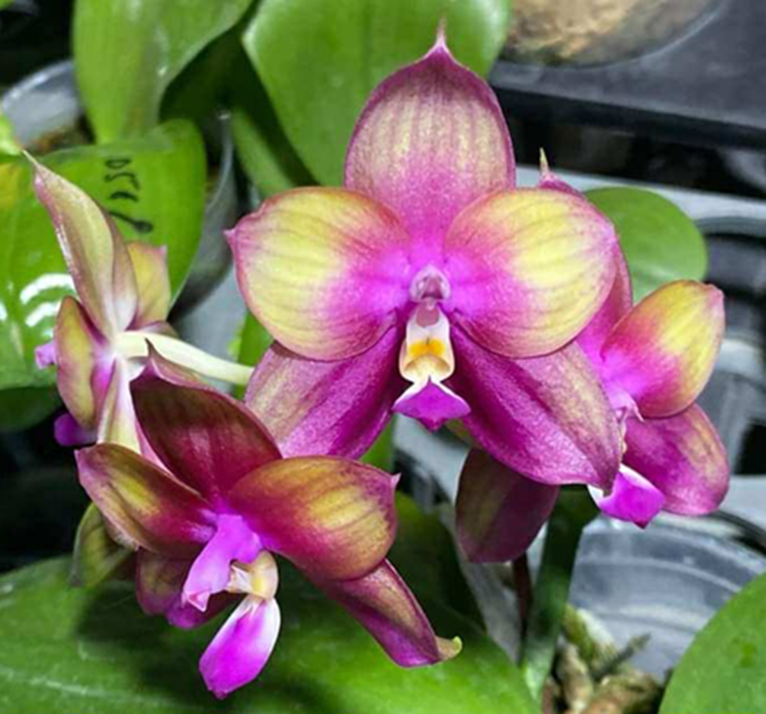 Phalaenopsis Mituo Love 'Rainbow' AM/AOS 260626 Flowering