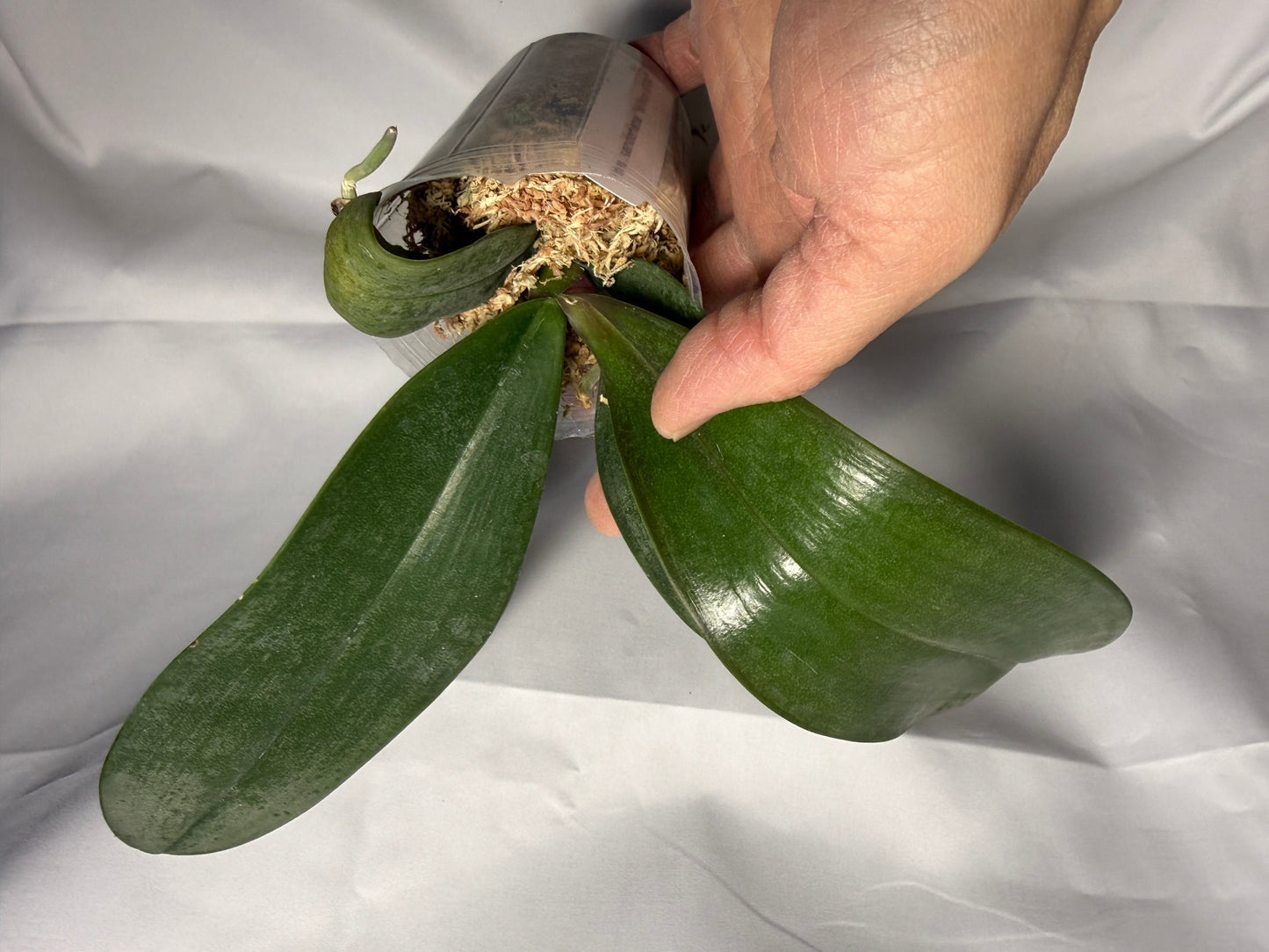 Phalaenopsis sanderiana 'Wilson #304'