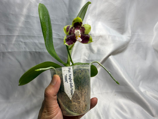 Phalaenopsis Yungho Gelb Passion 'PM#5' 260811 Flowering