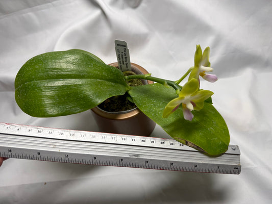 Phalaenopsis Joy Spring Canary 'Yaphon' 260407 Flowering